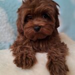 Yassa-female-Maltipoo-puppy-for-sale-4
