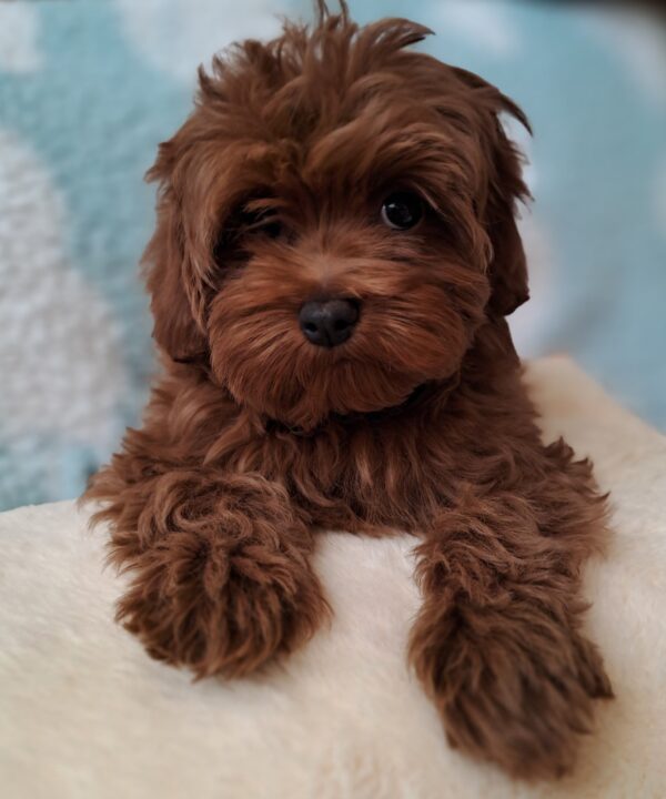 Yassa Maltipoo Yassa Maltipoo