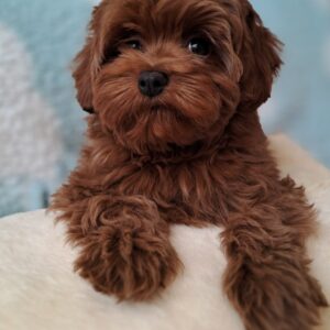 Yassa Maltipoo Yassa Maltipoo