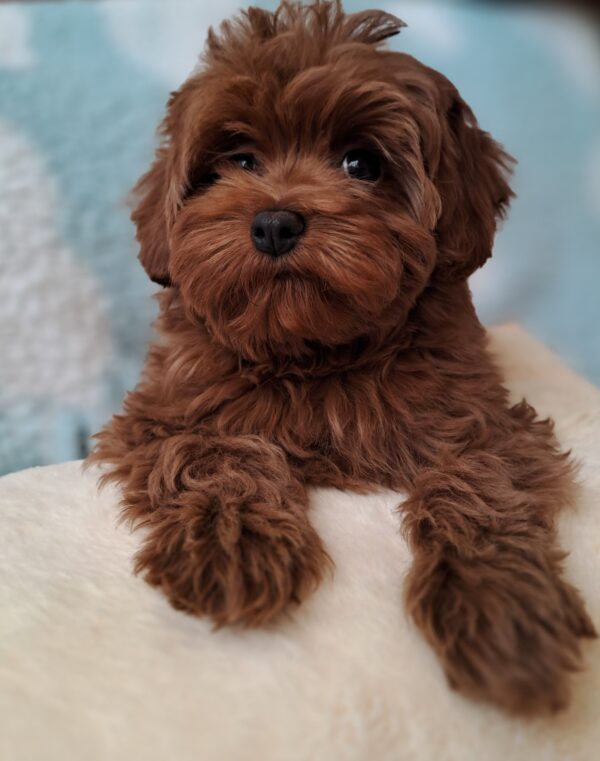 Yassa Maltipoo Yassa Maltipoo