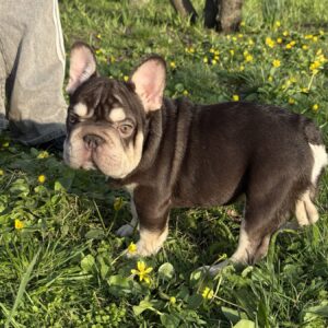 Agathon Big Rope French Bulldog Agathon Big Rope French Bulldog