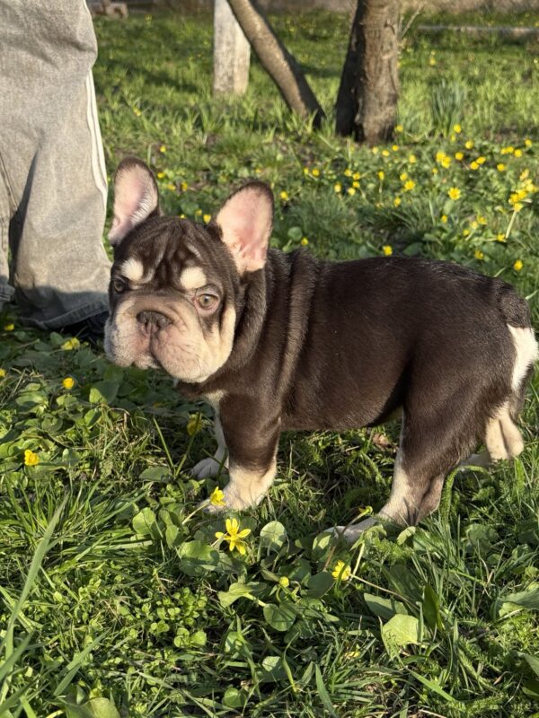 Agathon Big Rope French Bulldog Agathon Big Rope French Bulldog