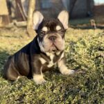 Agathon-male-french-bulldog-puppy-for-sale-1 (2)