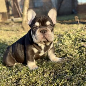 Agathon Big Rope French Bulldog Agathon Big Rope French Bulldog