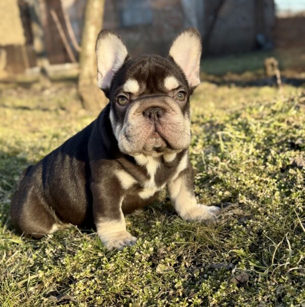 Agathon Big Rope French Bulldog Agathon Big Rope French Bulldog