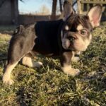 Agathon-male-french-bulldog-puppy-for-sale-1 (3)