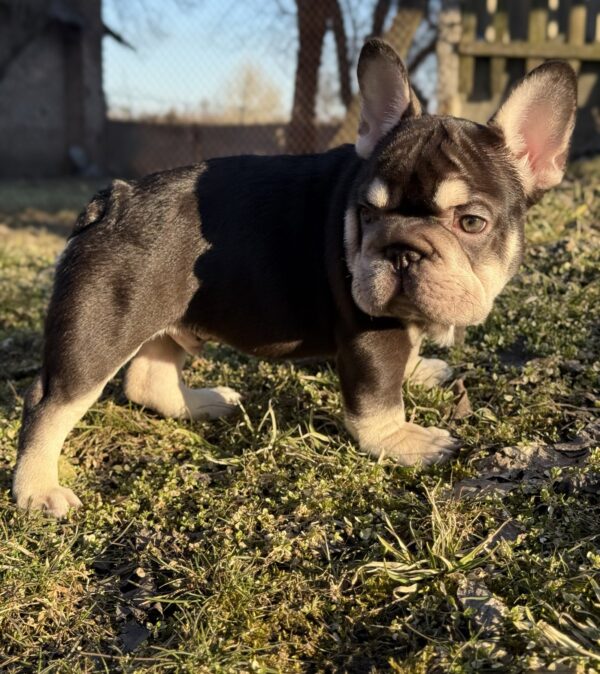 Agathon Big Rope French Bulldog Agathon Big Rope French Bulldog