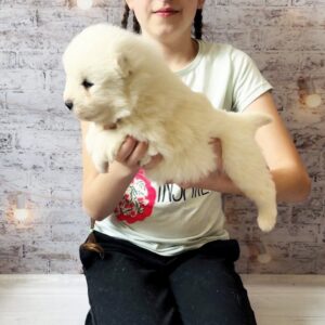 Albas Samoyed Albas Samoyed