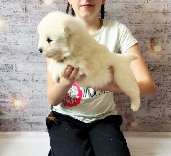 Albas Samoyed Albas Samoyed