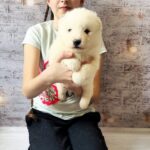 Albas-male-Samoyed-puppy-for-sale-2