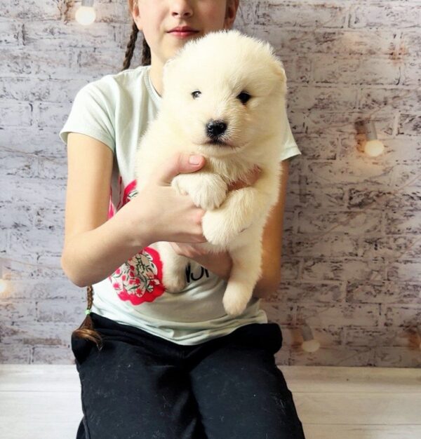 Albas Samoyed Albas Samoyed