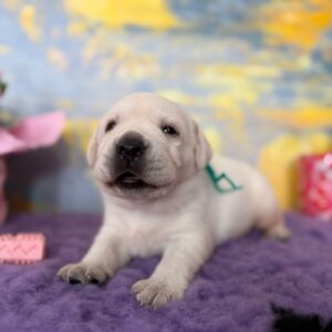 Alfon Labrador Retriever Alfon Labrador Retriever