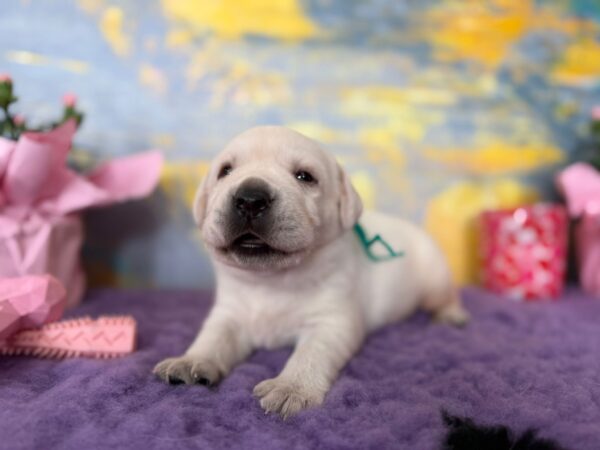 Alfon Labrador Retriever Alfon Labrador Retriever