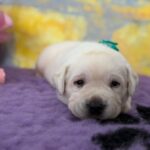 Alfon-male-labradoe-retriever-puppy-for-sale-1 (2)