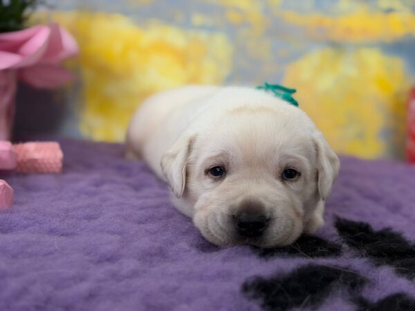 Alfon Labrador Retriever Alfon Labrador Retriever