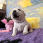 Alfon-male-labradoe-retriever-puppy-for-sale-1 (3)