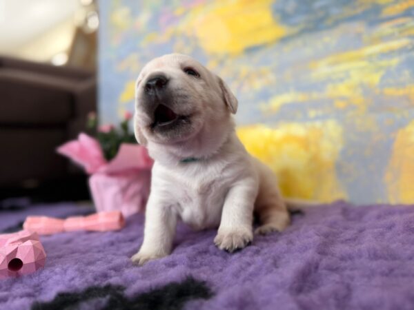 Alfon Labrador Retriever Alfon Labrador Retriever