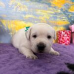 Alfon-male-labradoe-retriever-puppy-for-sale-1 (4)