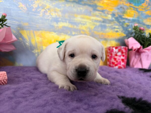 Alfon Labrador Retriever Alfon Labrador Retriever