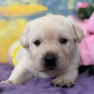 Alkat Labrador Retriever Alkat Labrador Retriever