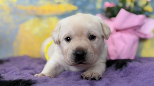 Alkat Labrador Retriever Alkat Labrador Retriever