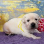 Alkat-male-labradoe-retriever-puppy-for-sale-1 (2)