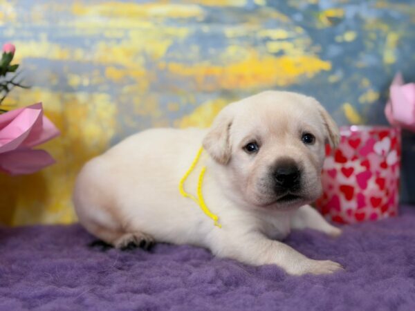 Alkat Labrador Retriever Alkat Labrador Retriever