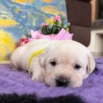 Alkat-male-labradoe-retriever-puppy-for-sale-1 (3)