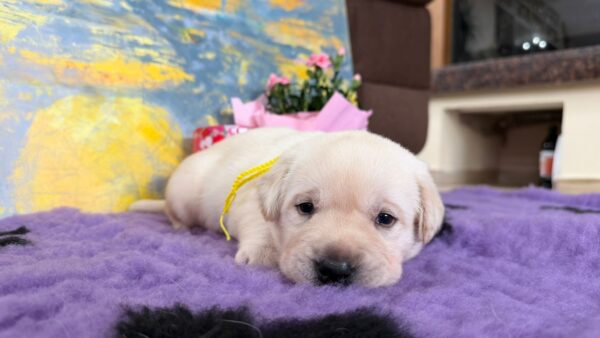 Alkat Labrador Retriever Alkat Labrador Retriever