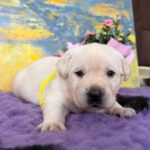 Alkat-male-labradoe-retriever-puppy-for-sale-1 (4)
