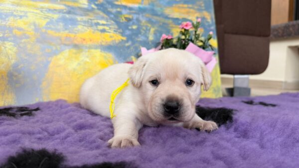 Alkat Labrador Retriever Alkat Labrador Retriever