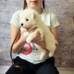 Amiro-male-Samoyed-puppy-for-sale-1