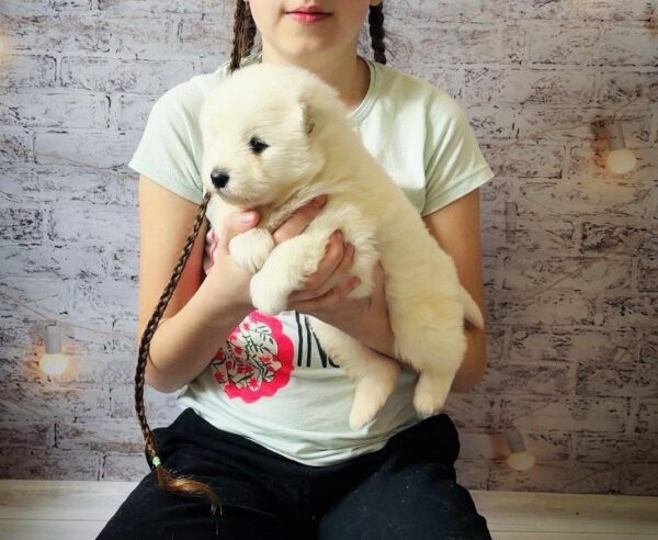 Amiro Samoyed Amiro Samoyed