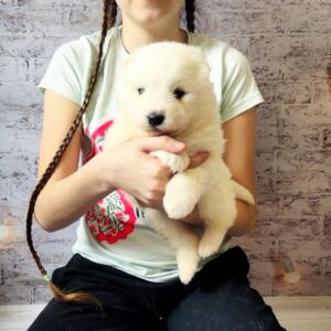 Amiro Samoyed Amiro Samoyed