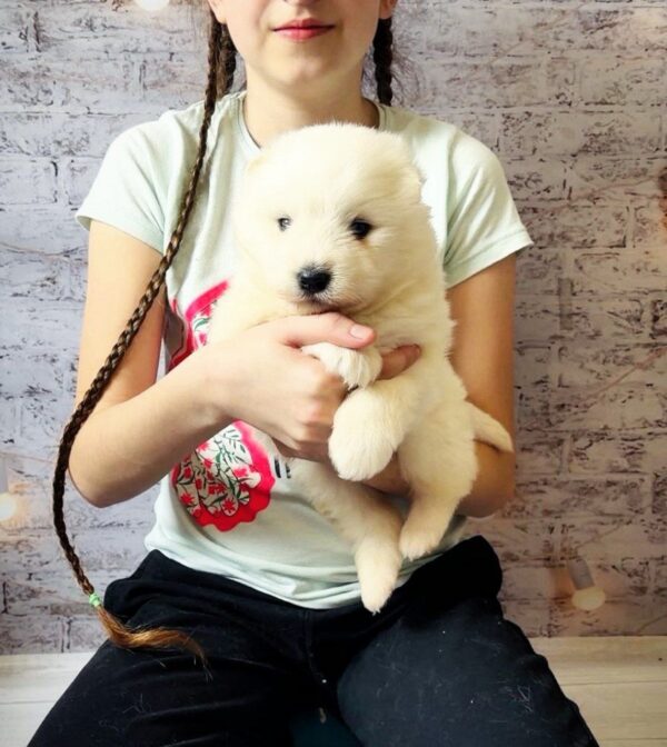 Amiro Samoyed Amiro Samoyed