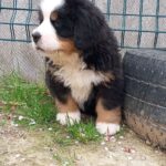 Anakin-male-Bernese-Mountain-puppy-for-sale-1