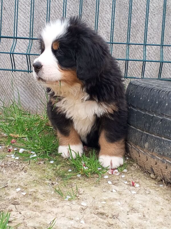 Anakin Bernese Mountain Dog Anakin Bernese Mountain Dog