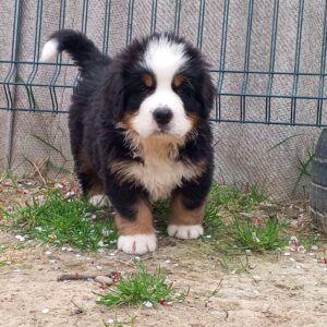 Anakin Bernese Mountain Dog Anakin Bernese Mountain Dog