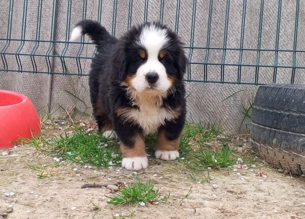 Anakin Bernese Mountain Dog Anakin Bernese Mountain Dog