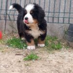 Anakin-male-Bernese-Mountain-puppy-for-sale-3