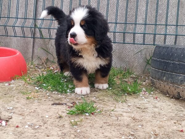 Anakin Bernese Mountain Dog Anakin Bernese Mountain Dog