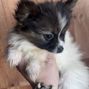 Antoanette Papillon Antoanette Papillon