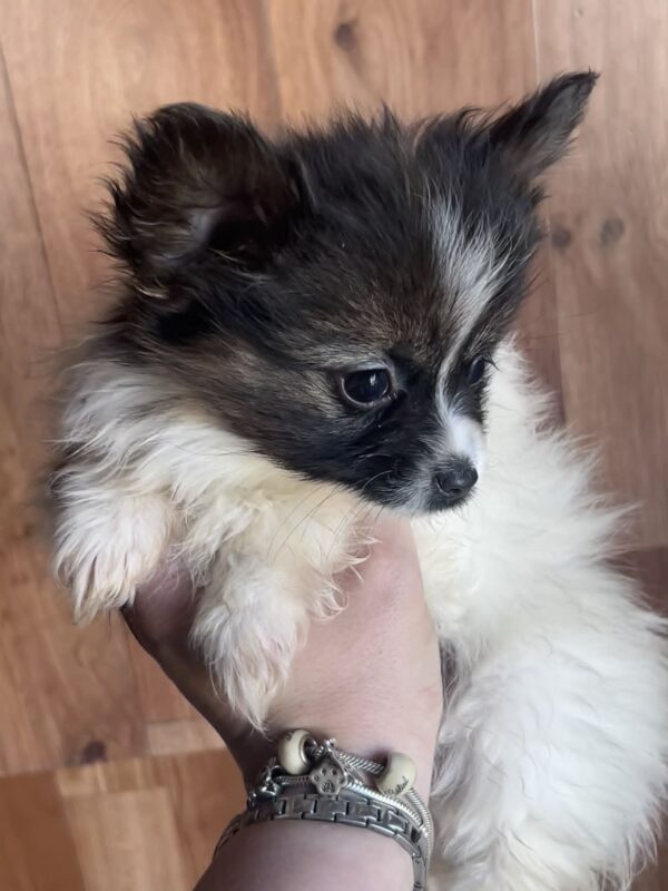 Antoanette Papillon Antoanette Papillon