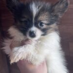 Antoanette-female-pappilon-puppy-for-sale- (6)
