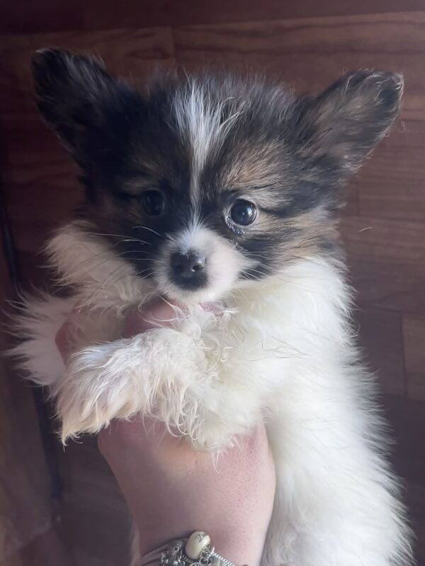 Antoanette Papillon Antoanette Papillon