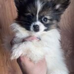 Antoanette-female-pappilon-puppy-for-sale- (7)