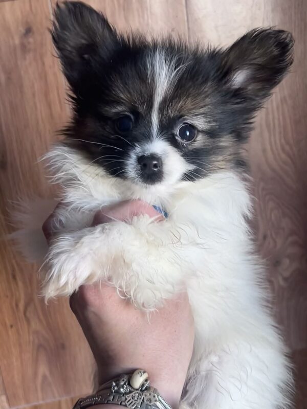 Antoanette Papillon Antoanette Papillon