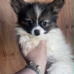 Antoanette-female-pappilon-puppy-for-sale- (8)