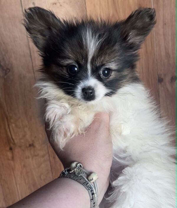 Antoanette Papillon Antoanette Papillon