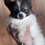 Antoanette-female-pappilon-puppy-for-sale- (9)